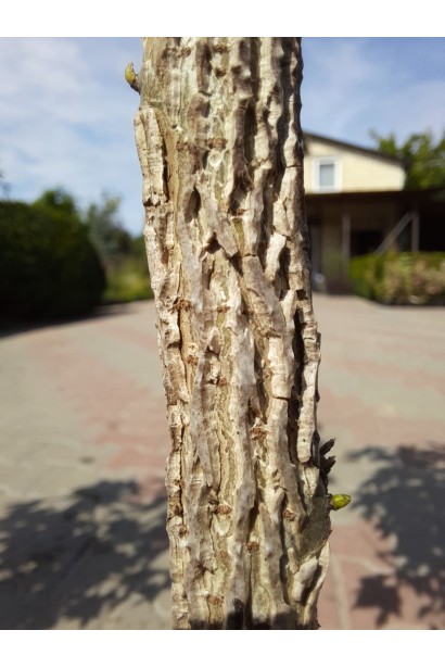 Ліквідамбар смолоносний - 5л/вис.100-110см/Ø30-40см